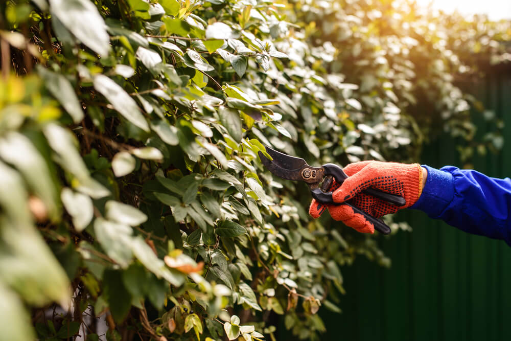 przycinanie zywoplotu lisciastego